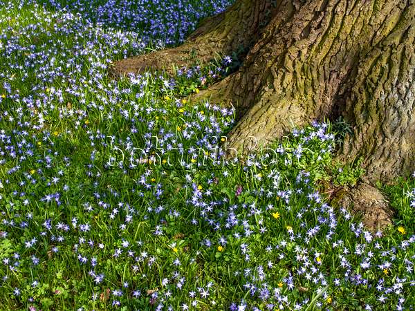 447071 - Forbes' glory of the snow (Chionodoxa forbesii syn. Scilla forbesii) and common oak (Quercus robur)