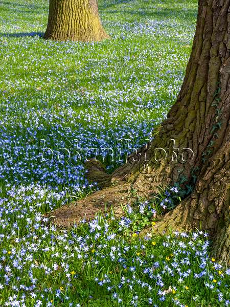 447072 - Forbes' glory of the snow (Chionodoxa forbesii syn. Scilla forbesii) and common oak (Quercus robur)