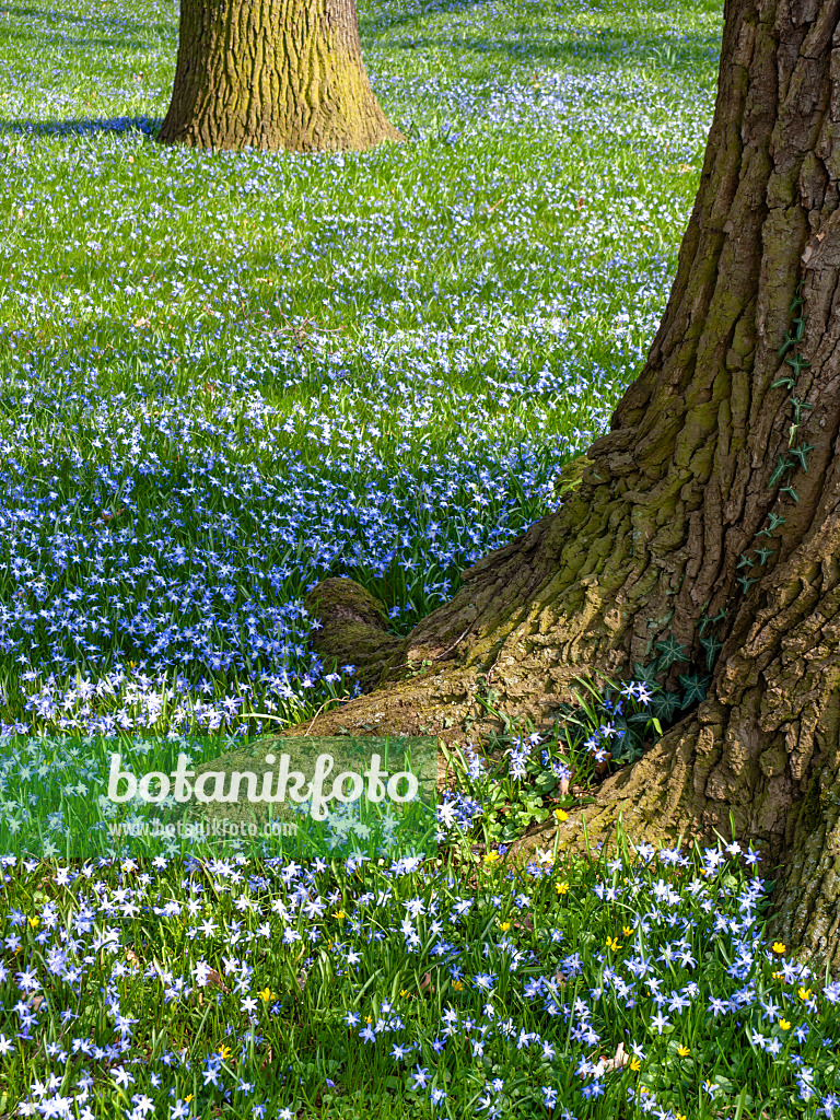 447072 - Forbes' glory of the snow (Chionodoxa forbesii syn. Scilla forbesii) and common oak (Quercus robur)