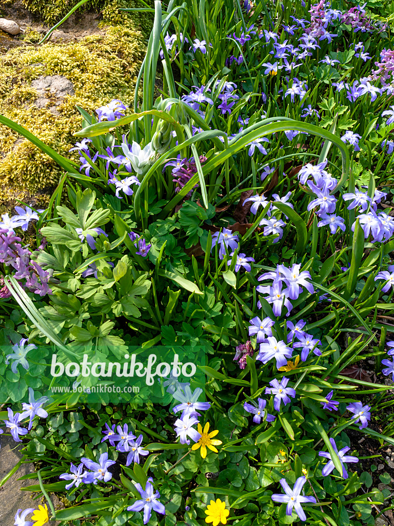 447073 - Forbes' glory of the snow (Chionodoxa forbesii syn. Scilla forbesii)