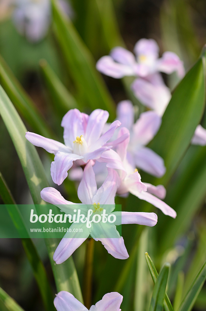 495013 - Forbes' glory of the snow (Chionodoxa forbesii 'Pink Giant' syn. Scilla forbesii 'Pink Giant')