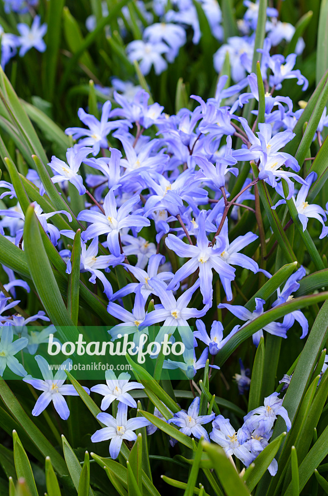 507019 - Forbes' glory of the snow (Chionodoxa forbesii syn. Scilla forbesii)