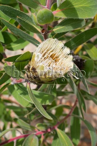 548136 - Forest sugarbush (Protea mundii)