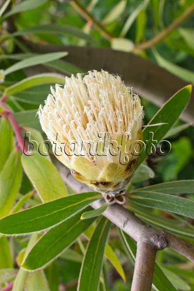 558309 - Forest sugarbush (Protea mundii)