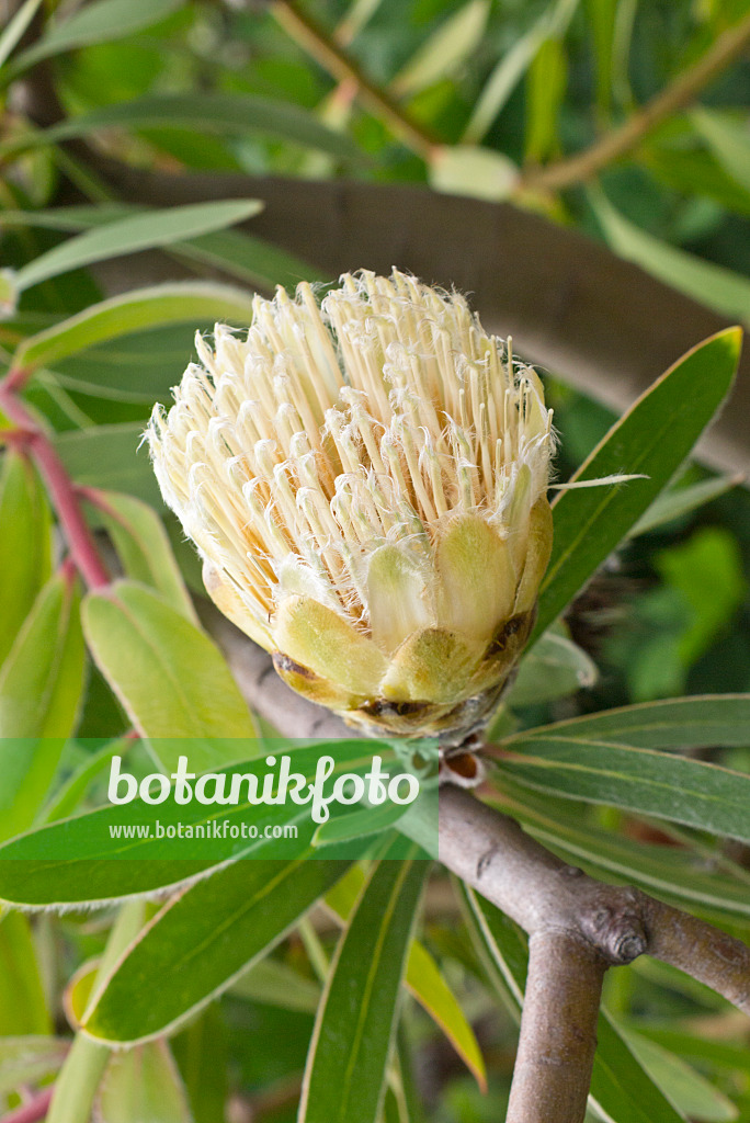 558309 - Forest sugarbush (Protea mundii)