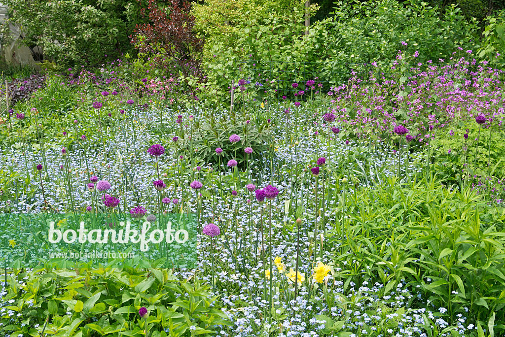 544148 - Forget-me-not (Myosotis) and ornamental onion (Allium)