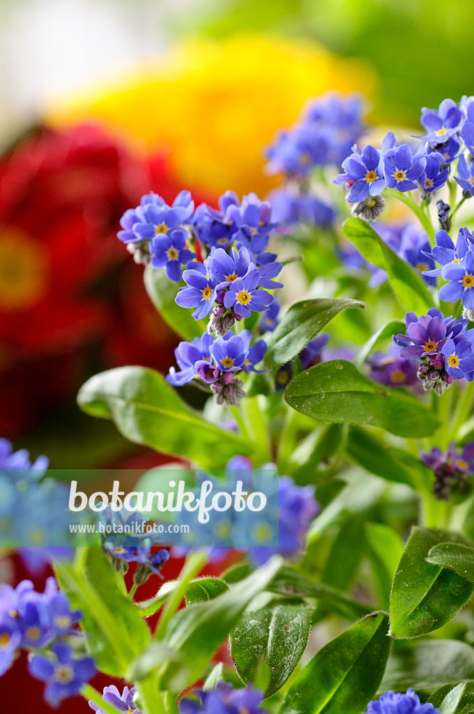 483162 - Forget-me-nots (Myosotis)