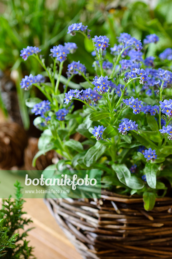 483284 - Forget-me-nots (Myosotis)