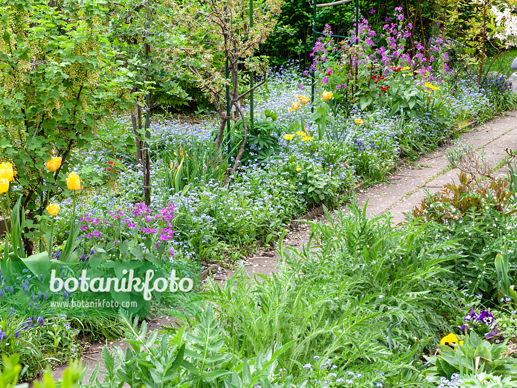 484065 - Forget-me-nots (Myosotis), honesty (Lunaria) and tulips (Tulipa)