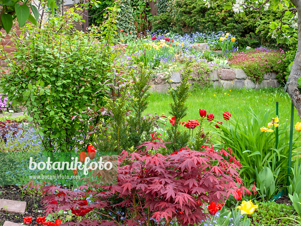 484063 - Forget-me-nots (Myosotis), Japanese maple (Acer palmatum 'Atropurpureum') and tulips (Tulipa) in an allotment garden