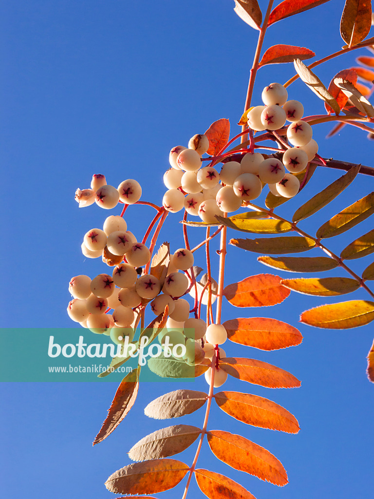 406054 - Forrest's rowan (Sorbus forrestii)