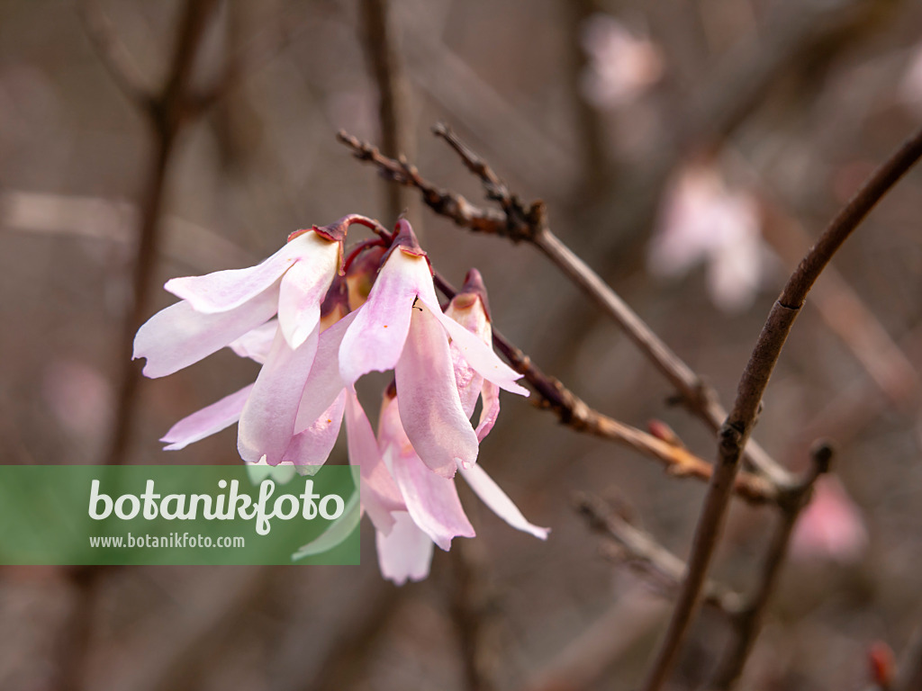 436218 - Forsythia blanc (Abeliophyllum distichum)