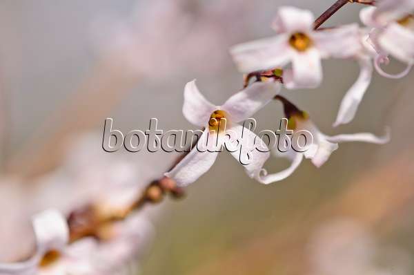 519052 - Forsythia blanc (Abeliophyllum distichum)