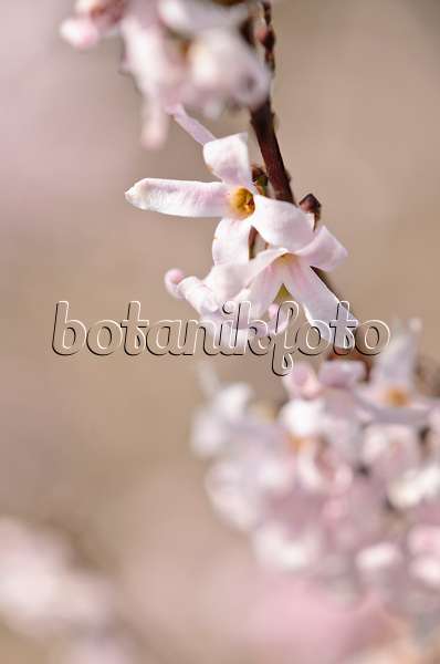 519053 - Forsythia blanc (Abeliophyllum distichum)