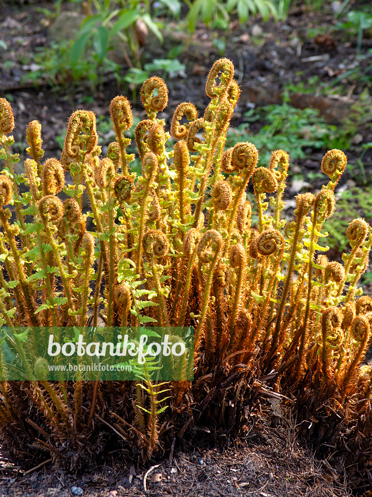 459047 - Fougère à écailles dorées (Dryopteris affinis)