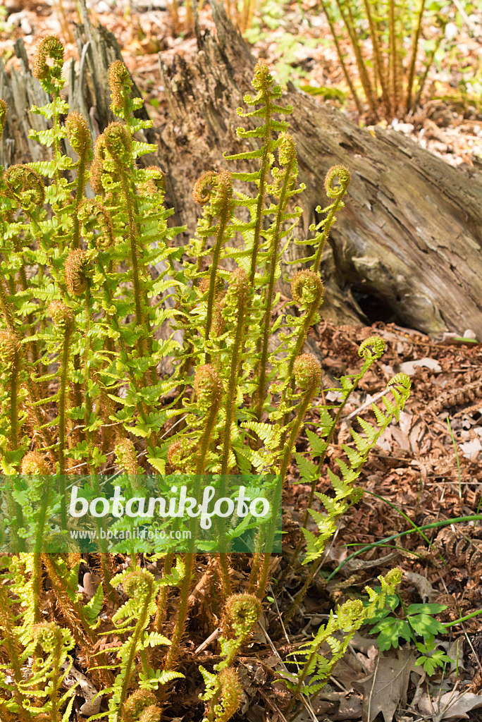 556094 - Fougère à écailles dorées (Dryopteris affinis)