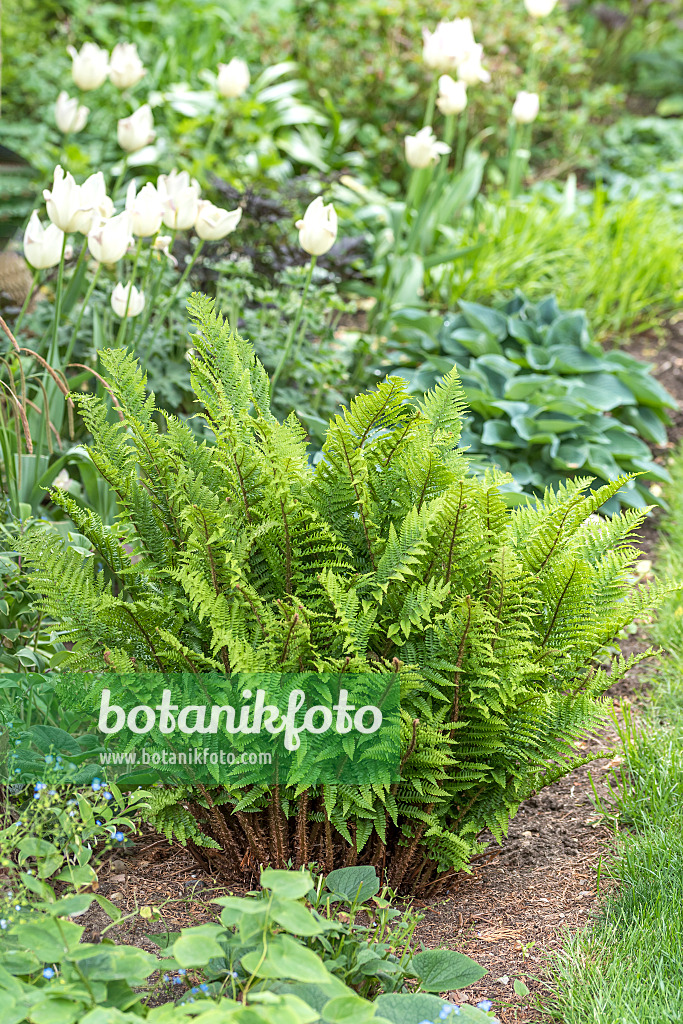 625188 - Fougère à écailles dorées (Dryopteris affinis 'Crispa')