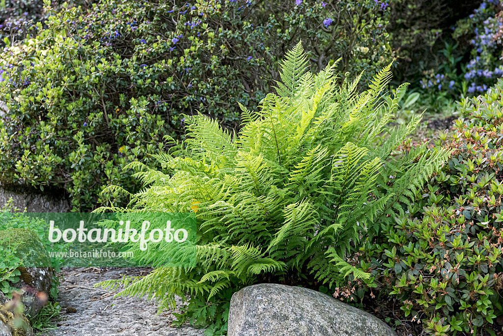 638083 - Fougère à écailles dorées (Dryopteris affinis 'Crispa')