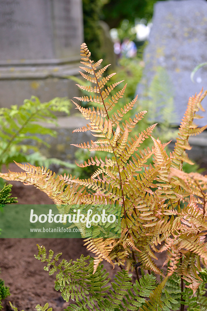 558094 - Fougère à indusies rouges (Dryopteris erythrosora)