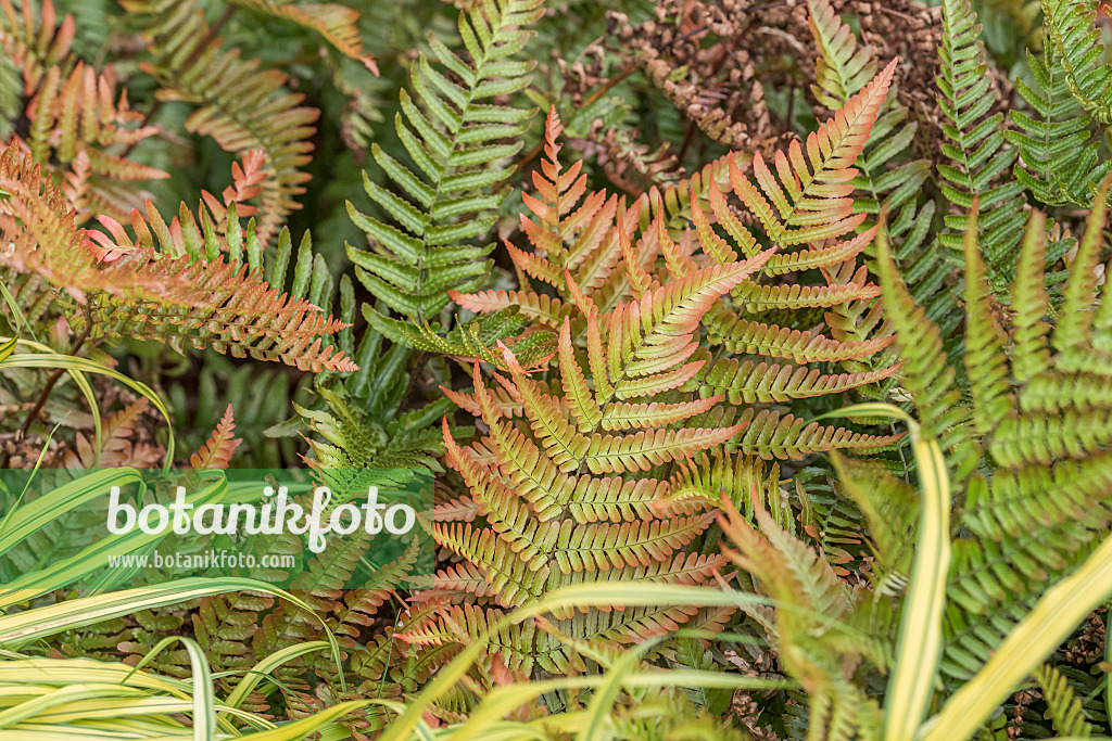 638085 - Fougère à indusies rouges (Dryopteris erythrosora)