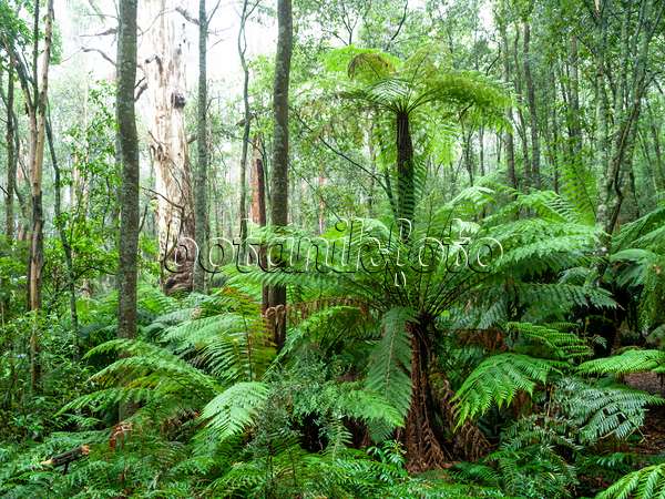 455197 - Fougère arborescente (Dicksonia antarctica), parc national de la chaîne Dandenong, Melbourne, Australie