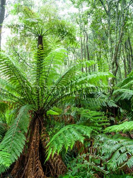 455198 - Fougère arborescente (Dicksonia antarctica), parc national de la chaîne Dandenong, Melbourne, Australie