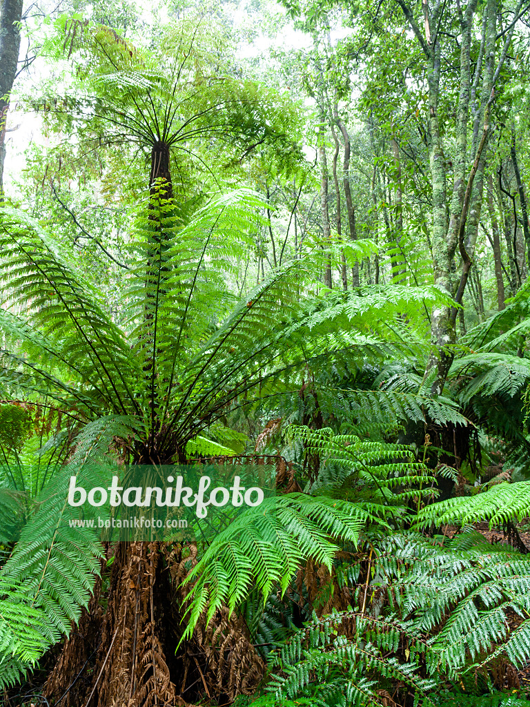 455198 - Fougère arborescente (Dicksonia antarctica), parc national de la chaîne Dandenong, Melbourne, Australie