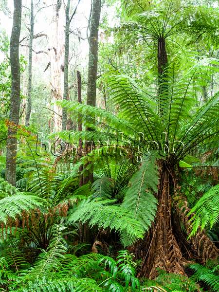 455199 - Fougère arborescente (Dicksonia antarctica), parc national de la chaîne Dandenong, Melbourne, Australie