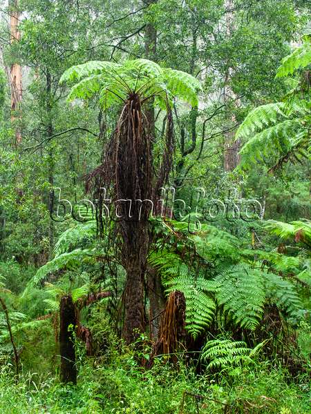 455200 - Fougère arborescente (Dicksonia antarctica), parc national de la chaîne Dandenong, Melbourne, Australie