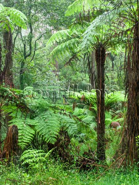 455201 - Fougère arborescente (Dicksonia antarctica), parc national de la chaîne Dandenong, Melbourne, Australie