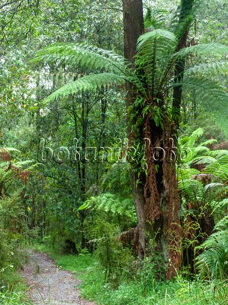 455202 - Fougère arborescente (Dicksonia antarctica), parc national de la chaîne Dandenong, Melbourne, Australie