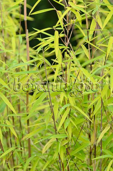 534478 - Fountain bamboo (Fargesia nitida)