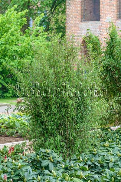 558103 - Fountain bamboo (Fargesia nitida 'Jiuzhaigou 1') in a garden in front of an old house with a brick wall