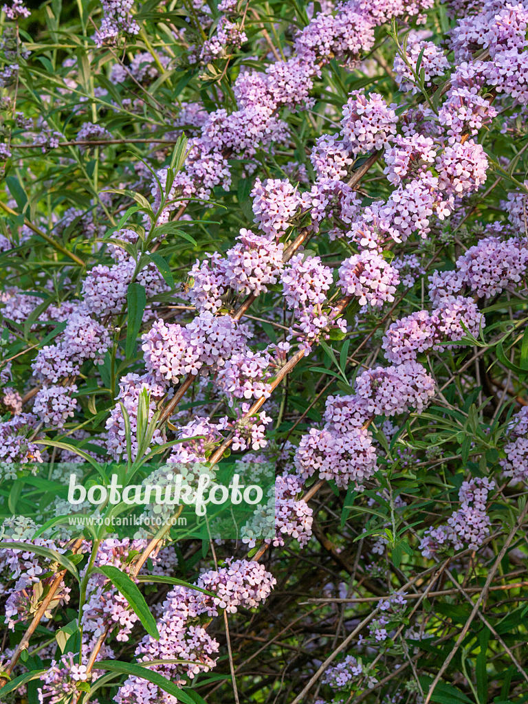 402034 - Fountain buddleja (Buddleja alternifolia)