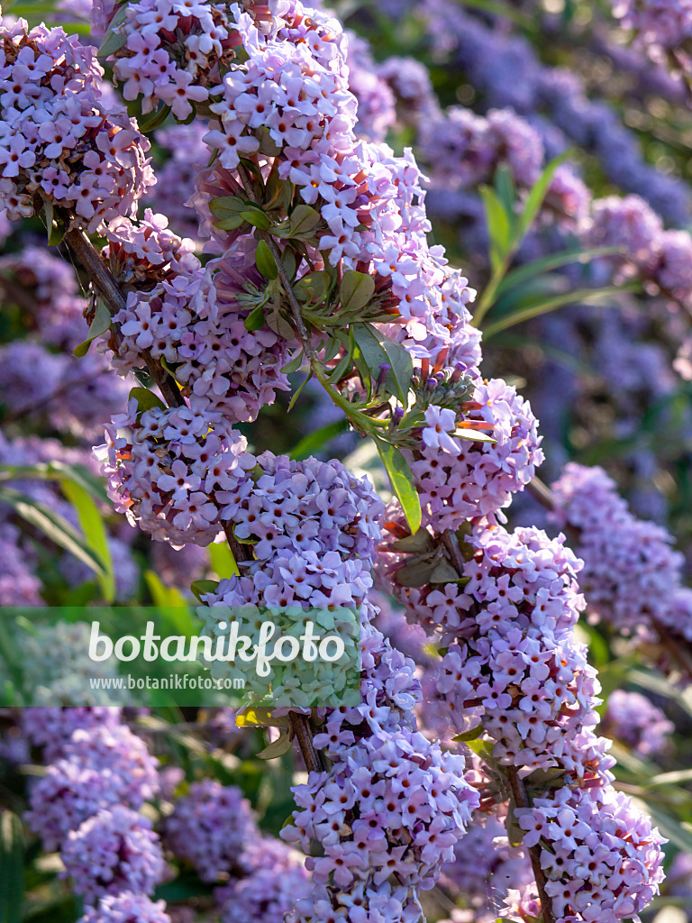 426204 - Fountain buddleja (Buddleja alternifolia)