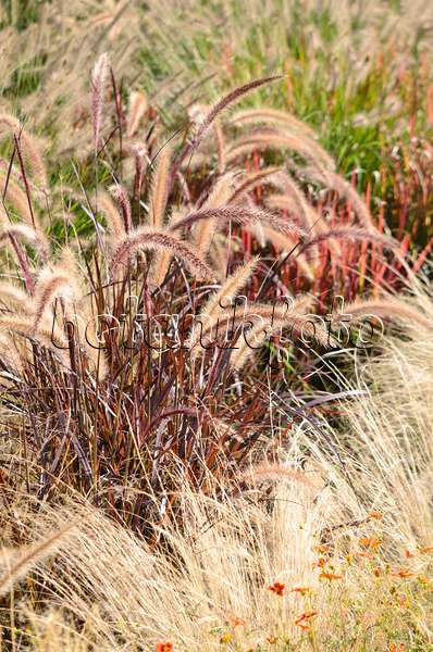 548158 - Fountain grass (Pennisetum setaceum 'Rubrum') and Mexican feather grass (Nassella tenuissima syn. Stipa tenuissima)