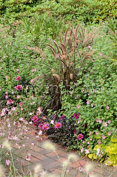 525049 - Fountain grass (Pennisetum setaceum 'Rubrum'), Cape mallow (Anisodontea) and dahlia (Dahlia)