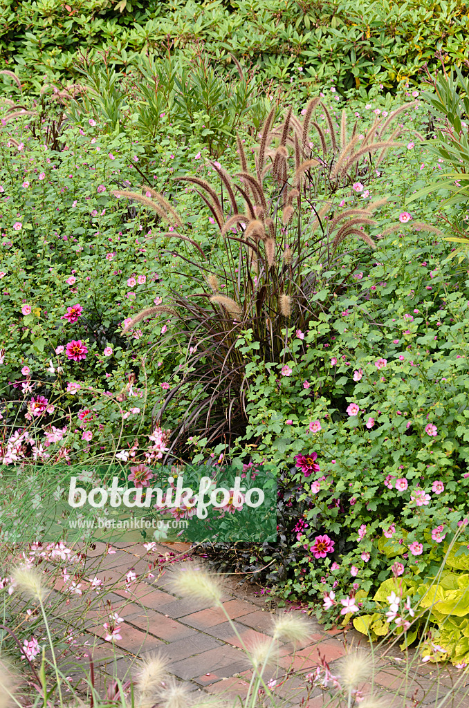 525049 - Fountain grass (Pennisetum setaceum 'Rubrum'), Cape mallow (Anisodontea) and dahlia (Dahlia)