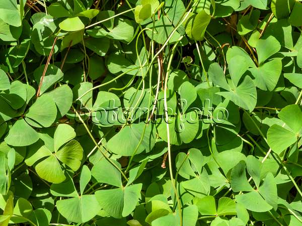 428319 - Four leaf clover (Marsilea quadrifolia)