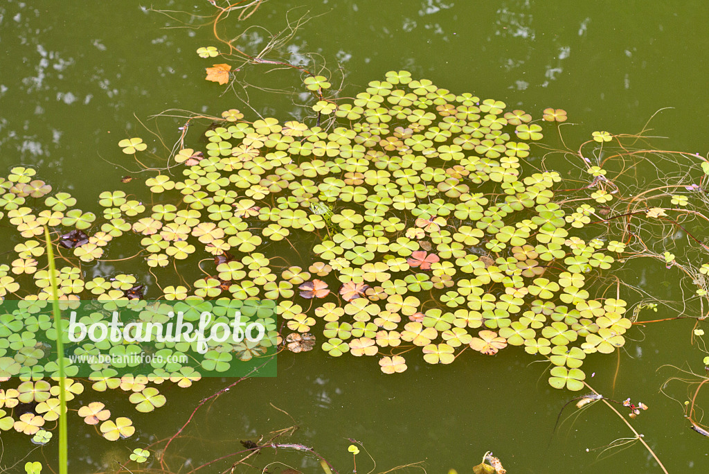 573063 - Four leaf clover (Marsilea quadrifolia)