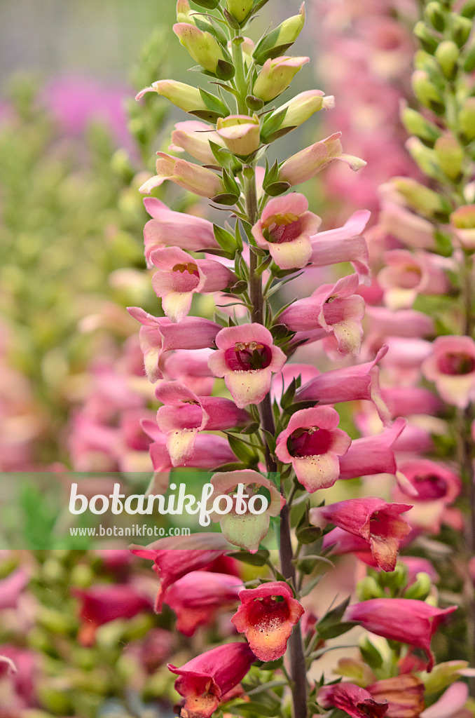 570066 - Foxglove (Digitalis Digiplex)