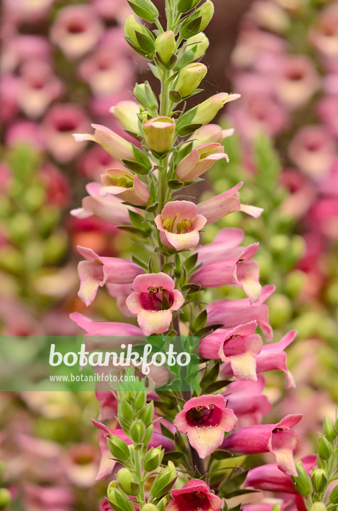 570067 - Foxglove (Digitalis Digiplex)