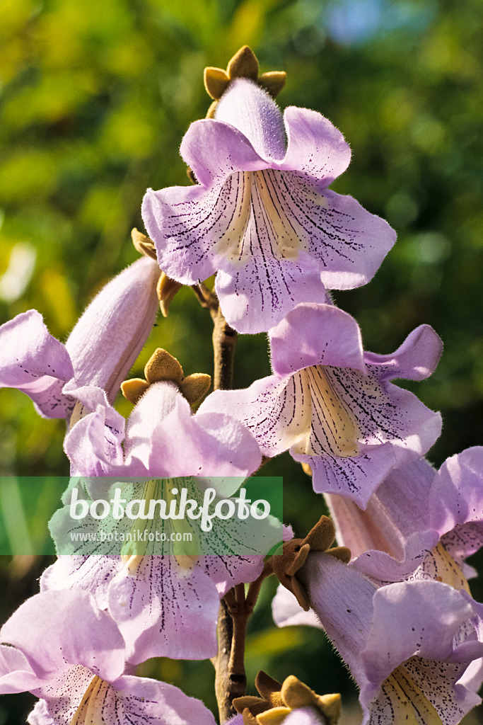 378053 - Foxglove tree (Paulownia tomentosa)