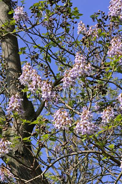 520242 - Foxglove tree (Paulownia tomentosa)
