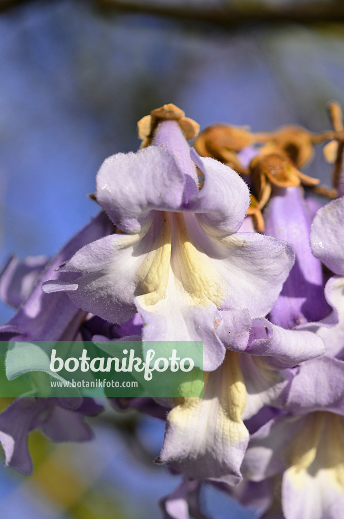 531112 - Foxglove tree (Paulownia tomentosa)