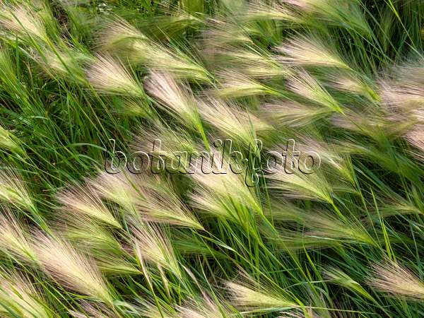 404008 - Foxtail barley (Hordeum jubatum)