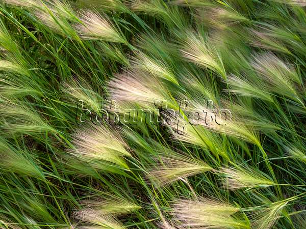 404009 - Foxtail barley (Hordeum jubatum)