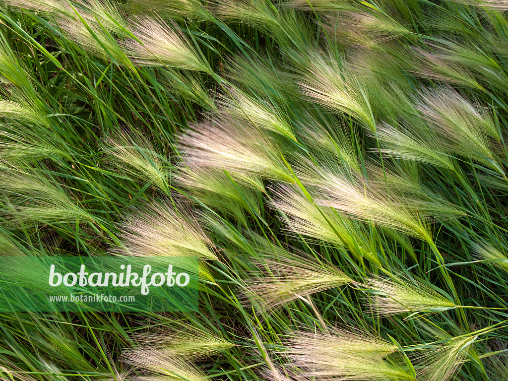 404009 - Foxtail barley (Hordeum jubatum)