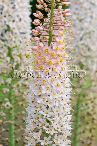 473013 - Foxtail lily (Eremurus)