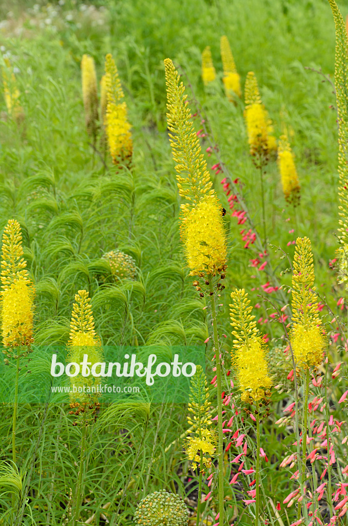 497067 - Foxtail lily (Eremurus)